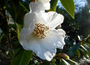 White Camellia in Bodnant